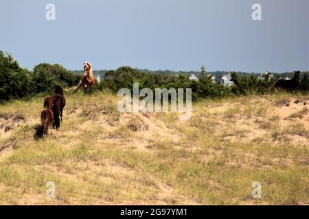 Wild horses looking for a fight with a palomino at he Outer Banks of North Carolina. USA Stock Photo