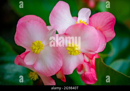 A pink begonia blooms in the garden at the Cathedral of the Immaculate Conception, July 23, 2021, in Mobile, Alabama. Stock Photo