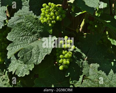 Closeup view of vine plant (vitis vinifera) with young, unripe grapes between big green leaves in summer season on vineyard near Boppard, Rhine valley. Stock Photo