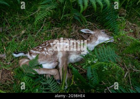 Young fawn, two day old, Fallow deer dead of natural causes lying in green fern in the UK Stock Photo