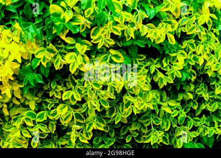 green leaf textural background Stock Photo