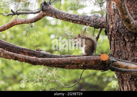 Grey Squirrel Stock Photo