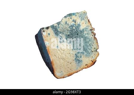 modly piece of bread isolated over white background Stock Photo