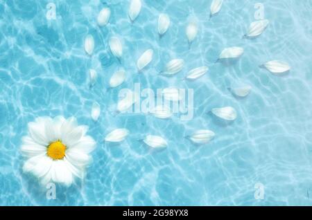 Top view White flower daisy floating on surface of water, shadow on the blue background Stock Photo