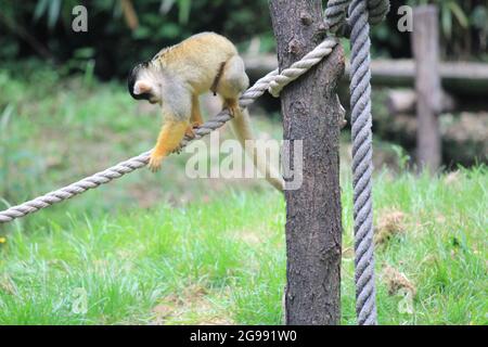 Black-capped squirrel monkey Stock Photo