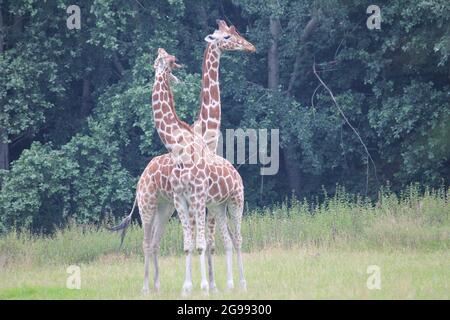 Reticulated giraffe in Overloon zoo, the Netherlands Stock Photo