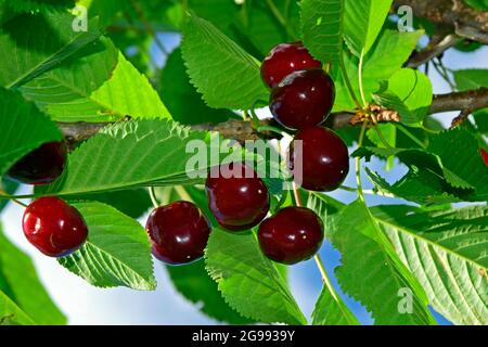 Ripening dark red cherries on tree, in closeup upwards view. Stock Photo