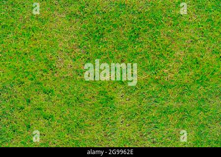 Grass seamless pattern material mapping for architecture landscape 3d design web abstract background Stock Photo