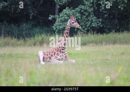 Reticulated giraffe in Overloon zoo, the Netherlands Stock Photo