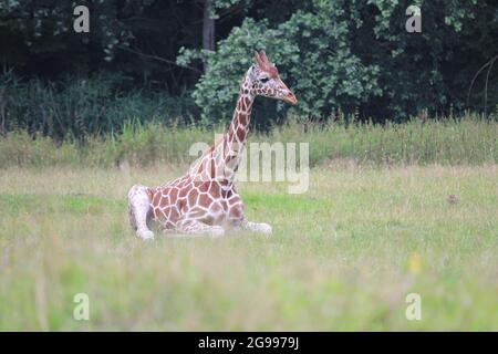 Reticulated giraffe in Overloon zoo, the Netherlands Stock Photo