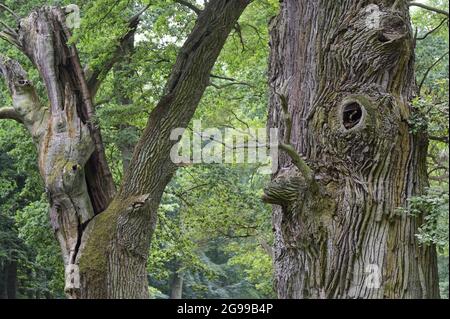 GERMANY, Stavenhagen, National Nature monument, Ivenacker Eichen, 1000 years old german oak trees near village of Ivenack in Mecklenburg Stock Photo