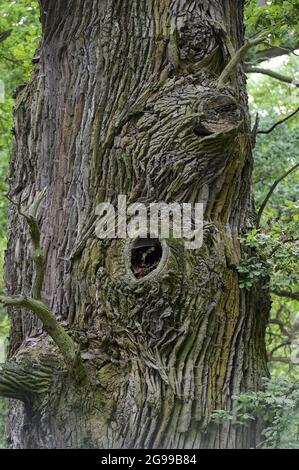 GERMANY, Stavenhagen, National Nature monument, Ivenacker Eichen, 1000 years old german oak trees near village of Ivenack in Mecklenburg Stock Photo