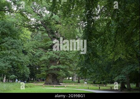 GERMANY, Stavenhagen, National Nature monument, Ivenacker Eichen, 1000 years old german oak trees near village of Ivenack in Mecklenburg Stock Photo