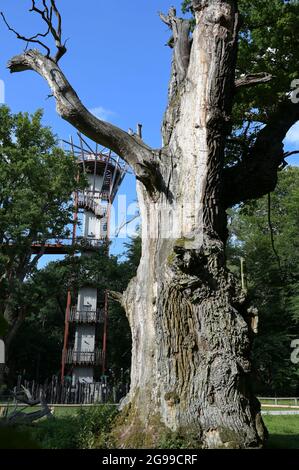 GERMANY, Stavenhagen, National Nature monument, Ivenacker Eichen, 1000 years old german oak trees near village of Ivenack in Mecklenburg, 650 metres Treetop Walk, view point tower Stock Photo