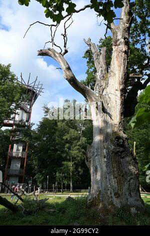 GERMANY, Stavenhagen, National Nature monument, Ivenacker Eichen, 1000 years old german oak trees near village of Ivenack in Mecklenburg, 650 metres Treetop Walk, view point tower Stock Photo