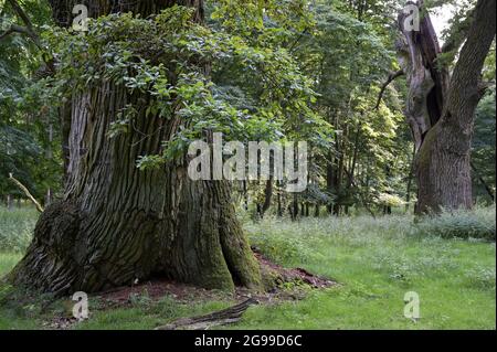 GERMANY, Stavenhagen, National Nature monument, Ivenacker Eichen, 1000 years old german oak trees near village of Ivenack in Mecklenburg Stock Photo