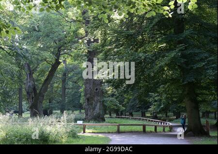 GERMANY, Stavenhagen, National Nature monument, Ivenacker Eichen, 1000 years old german oak trees near village of Ivenack in Mecklenburg Stock Photo