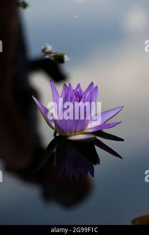 Lavender or purple colored lotus flowers reflected in a mirrored pond surface with blue skies and clouds Stock Photo