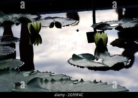 Pale yellow lotus flowers reflected in a mirrored pond surface with blue skies and clouds and lily pads Stock Photo