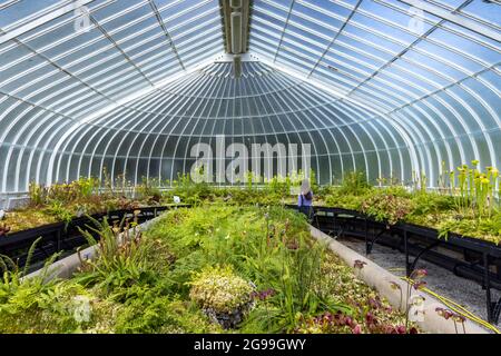 Interior of the Victorian wrought iron-framed Kibble Palace glasshouse in Glasgow Botanic Gardens in the West End of Glasgow, Scotland, UK Stock Photo