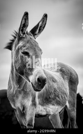 Cute donkey, portrait in black and white, outdoors on field. Stock Photo