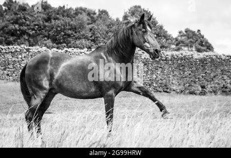 Lusitano horse, spanish walk on the pasture, grass land, outside. Stock Photo