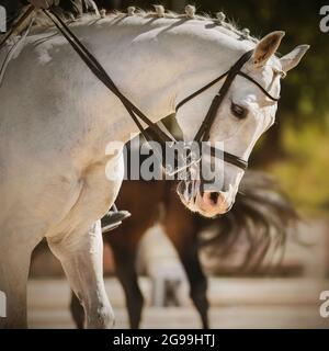 Portrait of a beautiful white horse with a braided mane and rider in the saddle, which performs at dressage competitions on a sunny summer day, and an Stock Photo