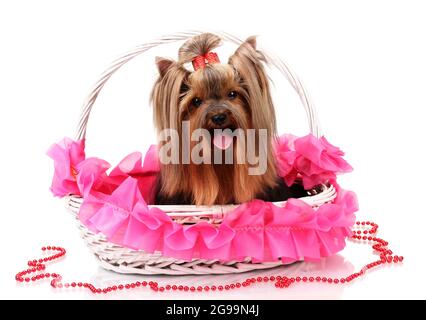 Yorkshire Terrier Standing With Pink Bow On Head Stock Photo Alamy