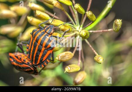 Graphosoma italicum or Italian beetle sets on flowers Stock Photo