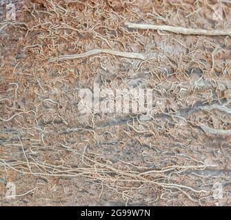 Exterior macro texture of coconut with clover Stock Photo