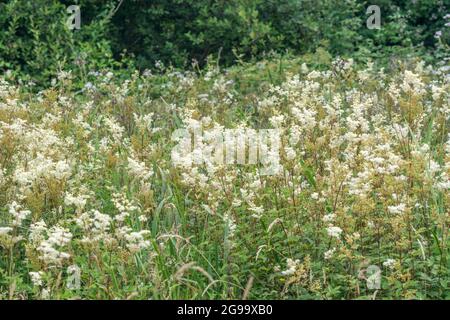 Meadowsweet / Filipendula ulmaria flowers growing in wet meadow. Medicinal plant used in herbal medicine & herbal remedies analgesic properties. Stock Photo