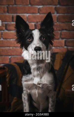 Gorgeous border collie puppy sitting looking at camera Stock Photo