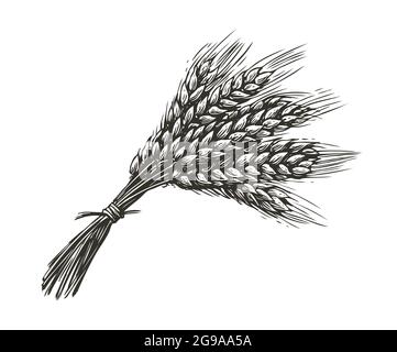 Bunch of wheat ears in vintage engraving style. Bread concept sketch ...