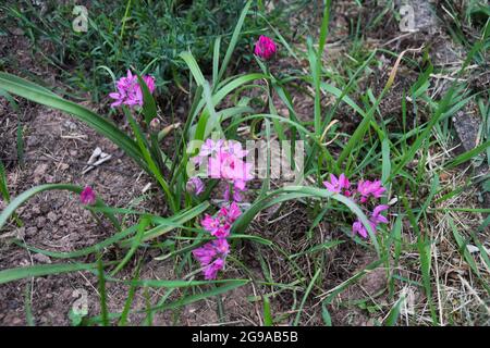 The allium oreophilum (pink lily leek) blooming in the garden Stock Photo
