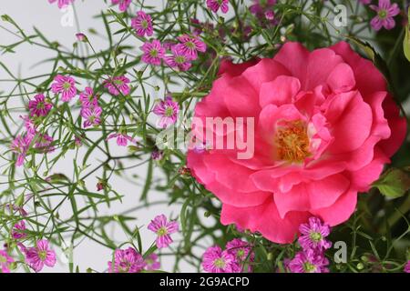 a pink rose blossom and pink gypsophilia is lying on white background Stock Photo