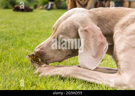 Weimaraner dog breed in an outdoor. Big dog on a green field eats a dried snack. Dog with bone chewing Stock Photo