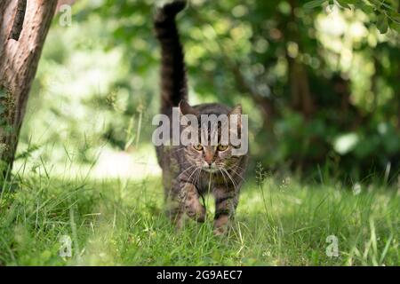 tabby cat outdoors in sunny garden walking on grass Stock Photo
