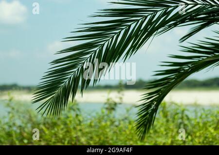 Phoenix dactylifera that is commonly known as date or date palm leaves hanging on the small Gorai river in the back and green around Stock Photo