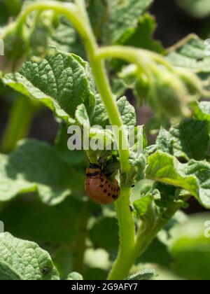 Colorado potato beetle larva on a potato stalk. Insect pest, close-up. Stock Photo