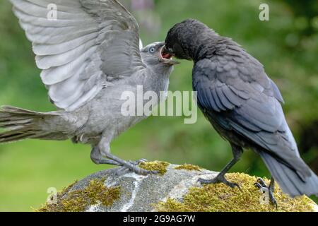 Jackdaws (Corvus monedula). Juveniles. Left bird a fledgling. Young bird capable of flight, being fed by an older young, right, of the same year. The Stock Photo
