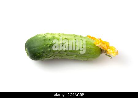 Cucumber with yellow flower on a white background. Stock Photo