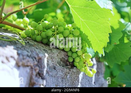 white grapes growing from vines on a stone wall in the sunlight Stock Photo