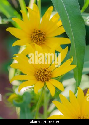 A close-up of bright yellow maximillian sunflowers (helianthus maximiliani). Stock Photo