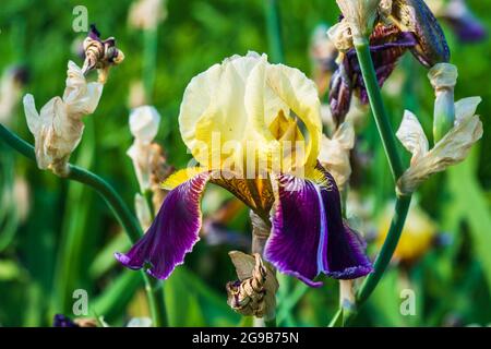 Close-up of the Beautiful Summer Flowering 'Iris' Flowers Stock Photo