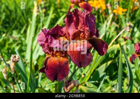 Natural Summer Background With Beautiful Colorful Flowers In Grass Stock Photo