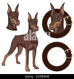 Set of Doberman colored illustrations in a collar. Isolated vector objects on white background. Stock Vector