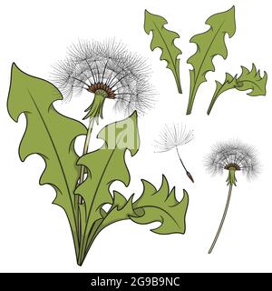 Set of color images with a dandelion. Isolated vector objects on white background. Stock Vector