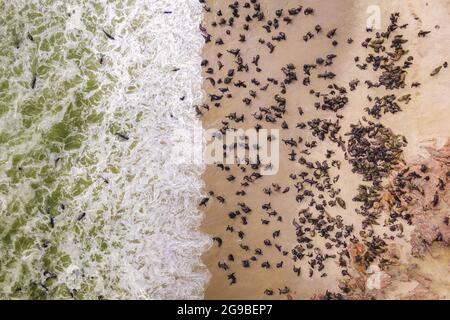 Aerial top down view of seals at the Cape Cross Seal Reserve on the Skeleton Coast in Namibia.