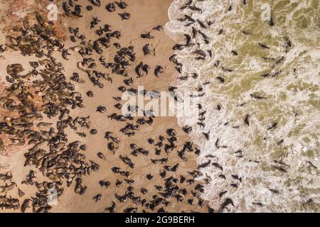 Aerial top down view of seals at the Cape Cross Seal Reserve on the Skeleton Coast in Namibia.