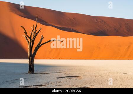 Dead camelthorn tree against towering sand dunes at Deadvlei in the Namib-Naukluft National Park, Namibia, Africa. Stock Photo